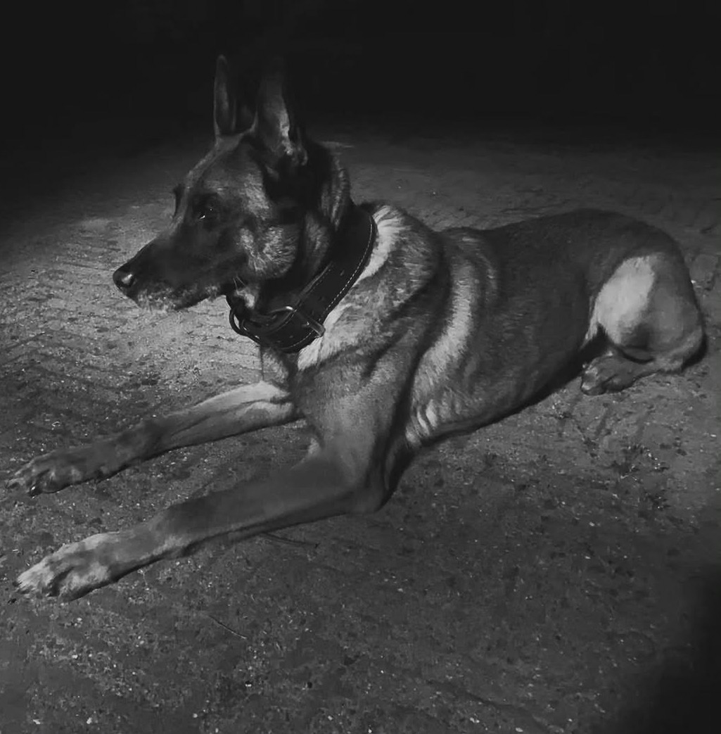 Service dog photo